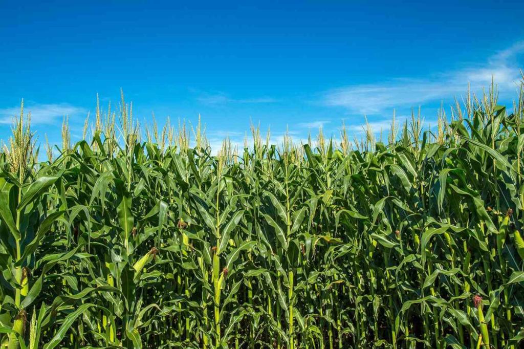 fertilizers and agriculture in Europe